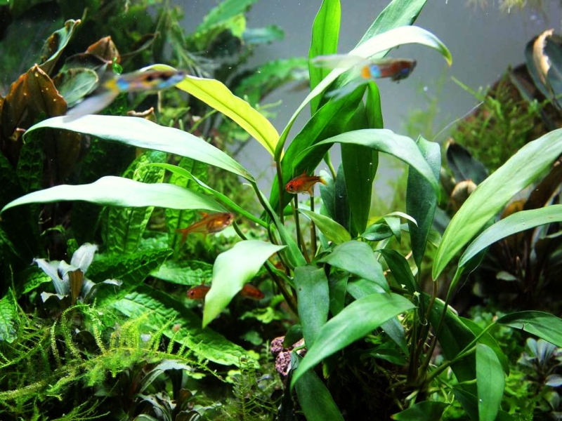 Anubias barteri var. glabra